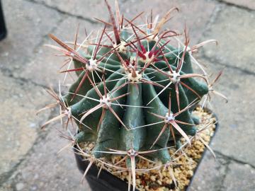 Ferocactus townsendianus (3)