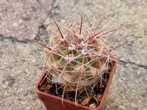 Ferocactus hamatacanthus (2)