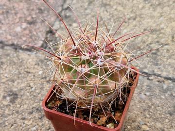 Ferocactus hamatacanthus (2)