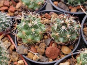 20250817_084119_8856 Coryphantha sp Ocampo
