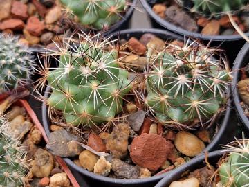 Coryphantha sp Ocampo
