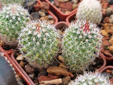 Echinofossulocactus sp Las Grucitas