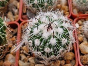 20250817_085341_8858 Echinofossulocactus sp Santa Barbara