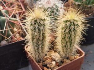 20250817_092207_8859 Cereus sp Tenerife