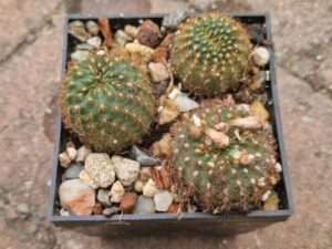 Frailea albiareolata