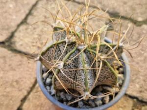 20250903_162438_8958 Astrophytum sp 9