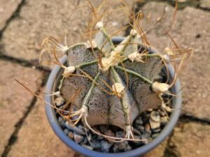 20250903_162525_8959 Astrophytum sp 10
