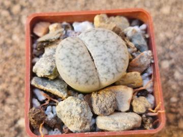 Lithops pseudotruncatela v volki
