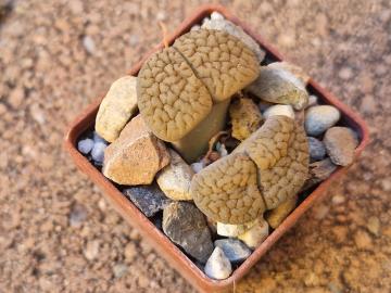 Lithops hookeri v suzannae