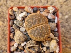 Lithops aucampiae (1)