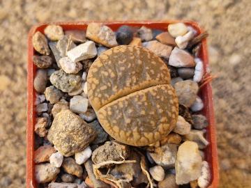 Lithops aucampiae (1)