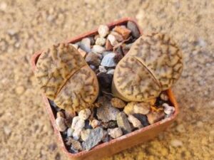 Lithops bromfieldii v insularis