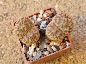 Lithops bromfieldii v insularis