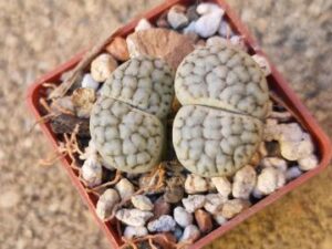 Lithops julii v chrysocephala