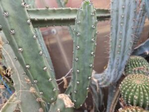 20250906_154514_8978 Eriocereus jusbertii (2)