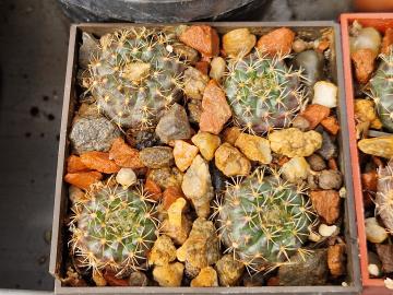 Frailea concepcionensis