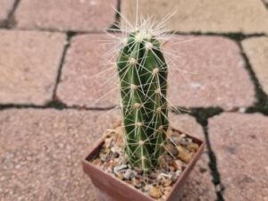 Echinocereus pentalophus