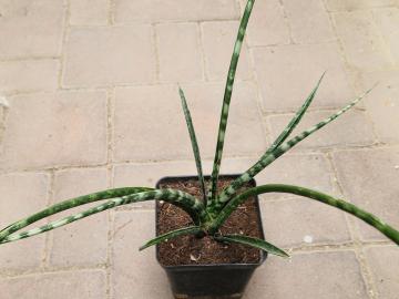 Sanseviera sp
