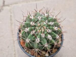 Acanthocalycium sp LB 364