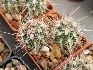 Echinocereus lindsayi
