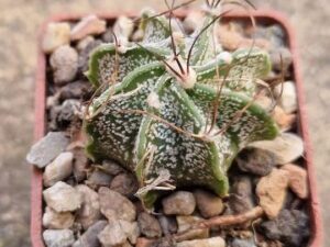 20250915_164018_9013 Astrophytum hybrid 1