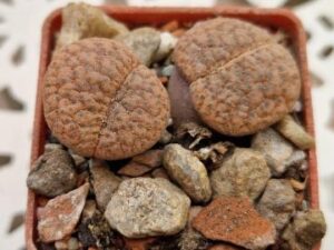 Lithops fulviceps