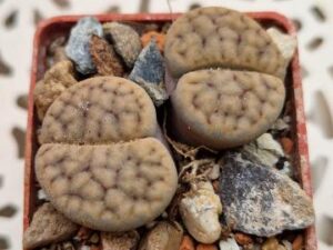 Lithops schwantesii v rugosa grey
