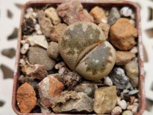 Lithops dorotheae