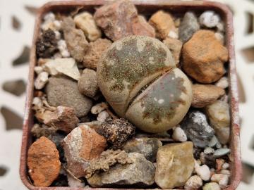 Lithops dorotheae