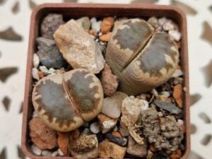 Lithops dorotheae