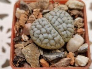 Lithops julii v chrysocephala (1)