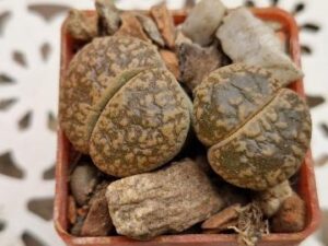 Lithops aucampiae