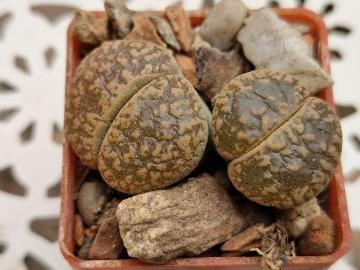 Lithops aucampiae