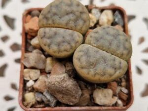 Lithops schwantesii v rugosa