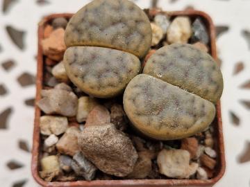 Lithops schwantesii v rugosa