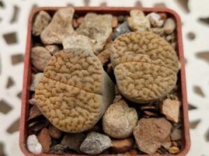 Lithops hookeri v marginata