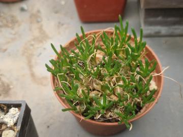 Ornithogalum lithopsoides