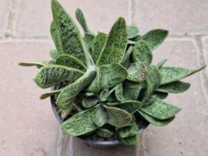 Gasteria spec 1