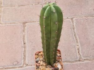 20251005_142137_9030 Cereus sp 1(1)