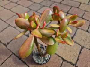 Crassula ovata f Sunset