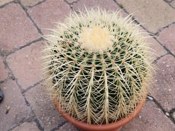 Echinocactus grusonii (5)