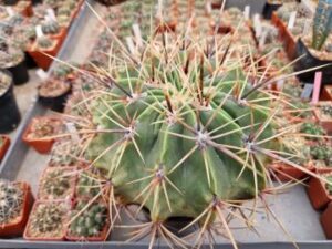 Ferocactus histrix (1)