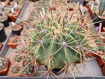Ferocactus histrix (1)