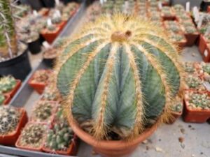 Eriocactus magnificus