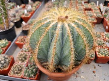 Eriocactus magnificus
