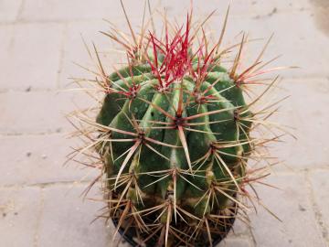 Ferocactus steinesii
