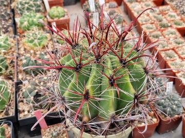 Ferocactus sp 2