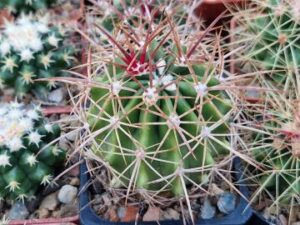 Ferocactus hybrid
