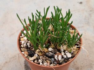 Ornithogalum lithopsoides