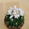 Echinofossulocactus sp La Luz